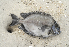 Is the BP Oil Spill to Blame for Sick Fish?